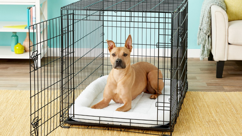Crates ensure your dog doesn't get into trouble while you're away.