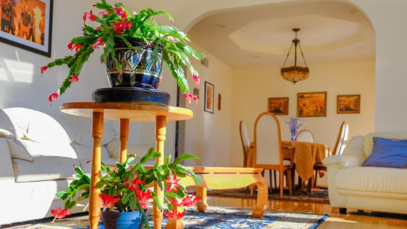 Christmas cactus plants in a living room