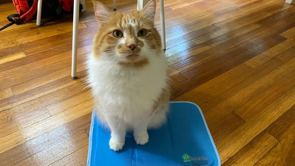 An orange and white cat sits on a pet cooling mat on top of a wood floor
