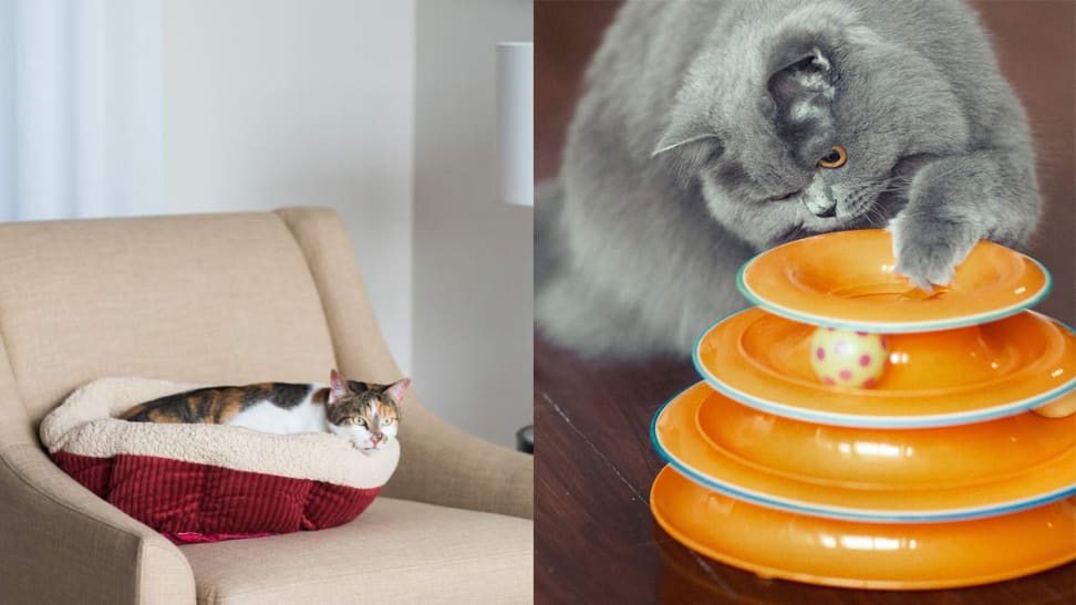 20 things cat lovers are obsessed with on Amazon