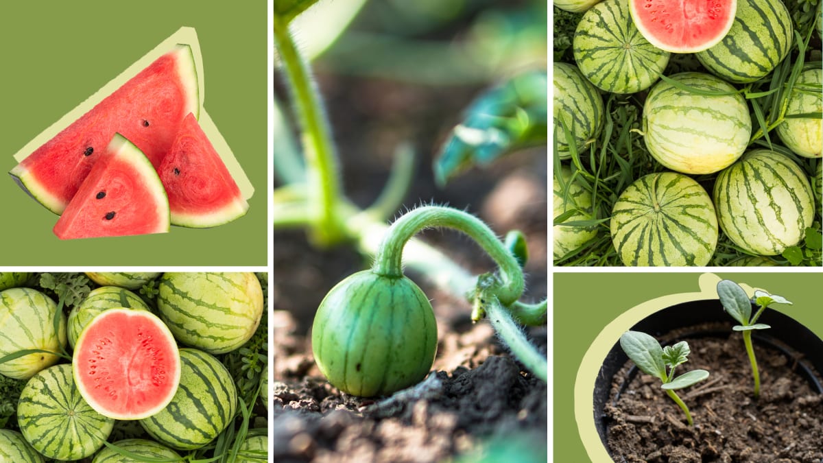 How to grow watermelon in your backyard - Reviewed
