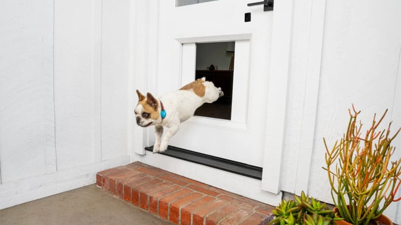 A dog leaps through the MyQ Pet Portal smart doggy door.