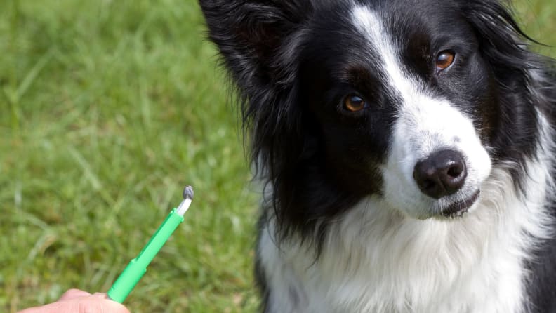 Black and white dog with tick getting pulled off