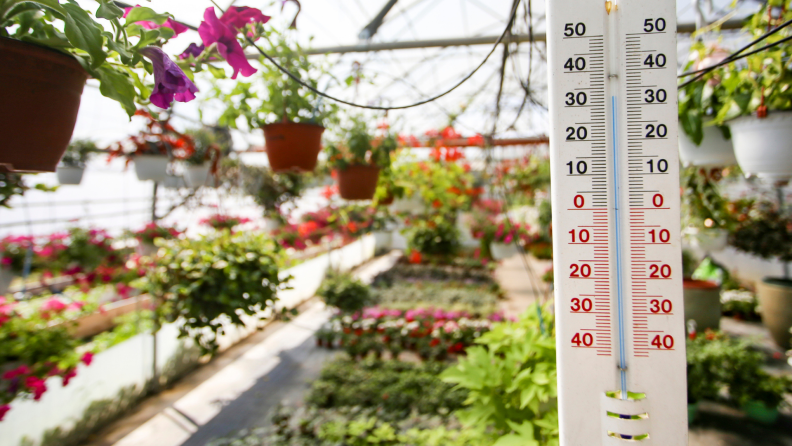 Thermometer in greenhouse surrounded by plants.