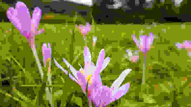 Wide angle macro shot of pink autumn crocus (colchicum autumnale) on lush green meadow in the Alps. Beautiful but poisonous wildflowers. Selective focus with background blur. Low angle view, close-up, a toxic plant for cats and dogs.