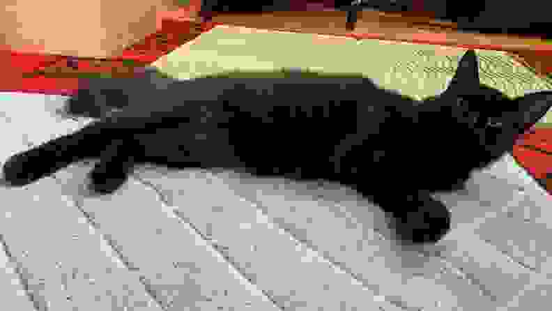 Creature, a black cat, lies across several cat litter mats.