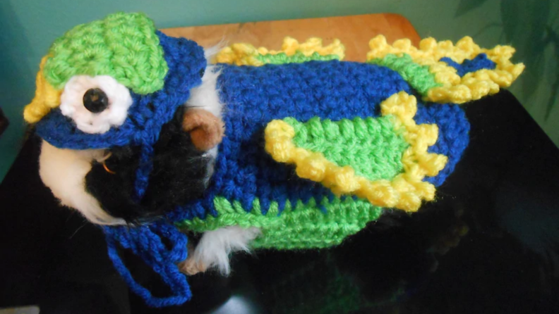 Guinea pig dressed like parrot