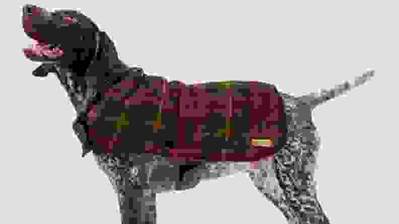 An image of a dog wearing a plaid dog coat.