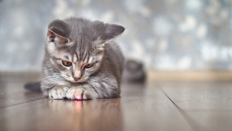 Black and gray cat playing with red dot from laser pointer.