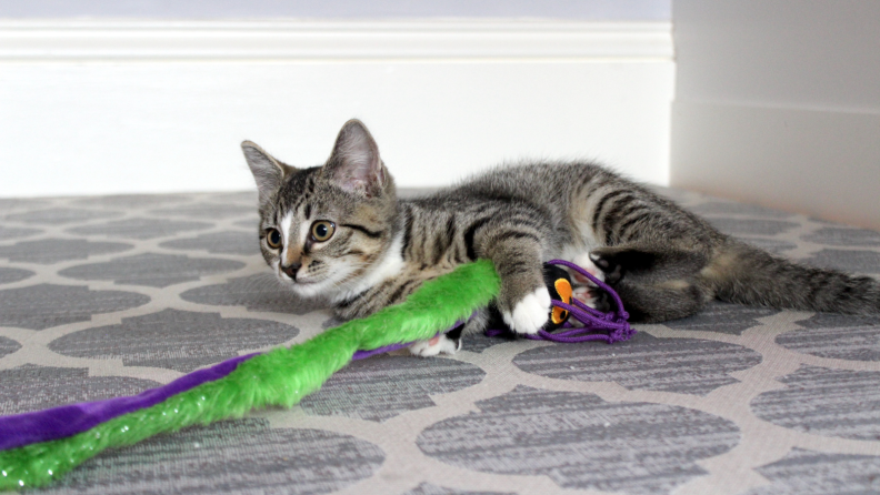 Piper the cat playing with a toy