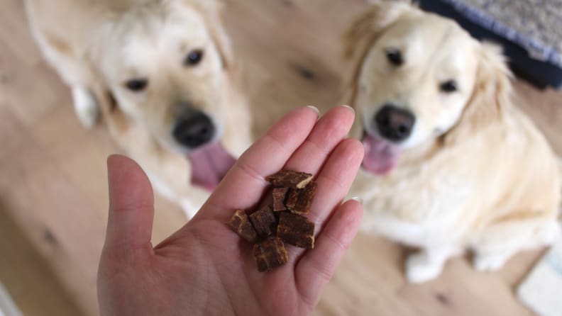 yummers treat in hand as 2 dogs look up