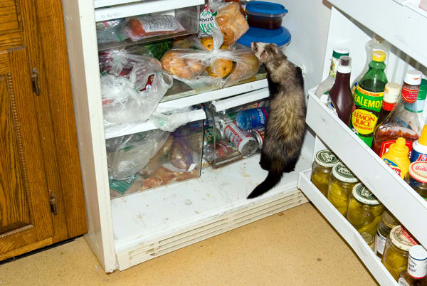 ferretfridge.jpg