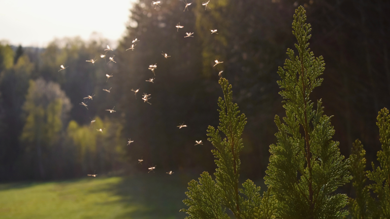 Mosquitoes flying in the air in a sunny backyard with grass and trees