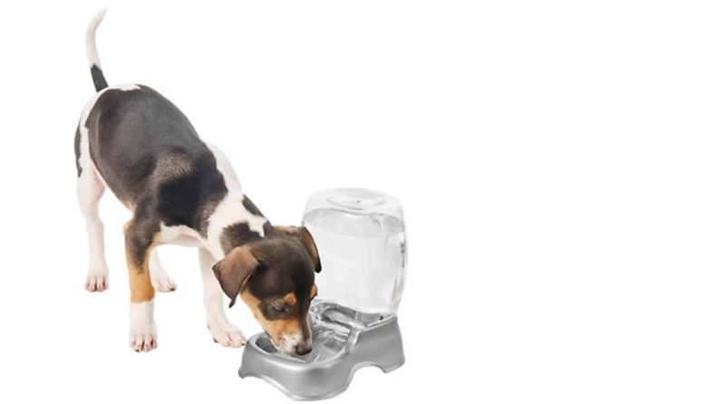 A dog drinking from a gravity feeder full of water