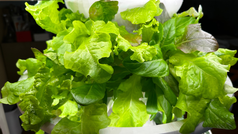 Leafy green plant growing out of Lettuce Grow Farmstand.