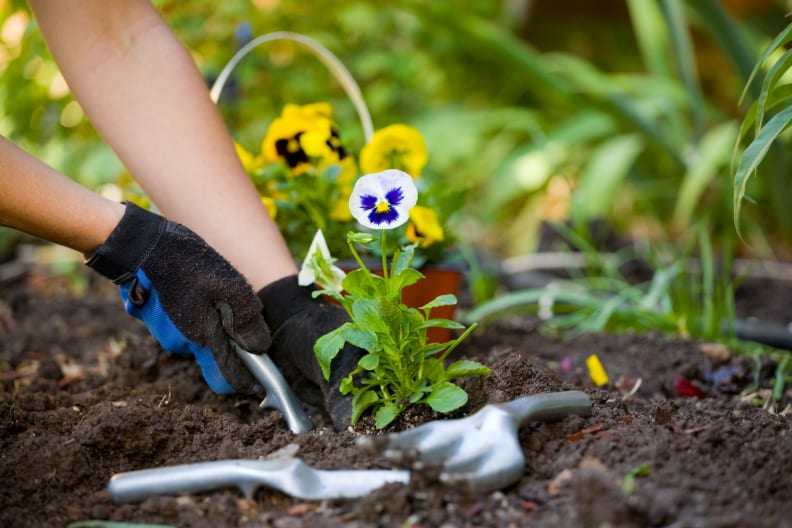 Planting and digging in a garden