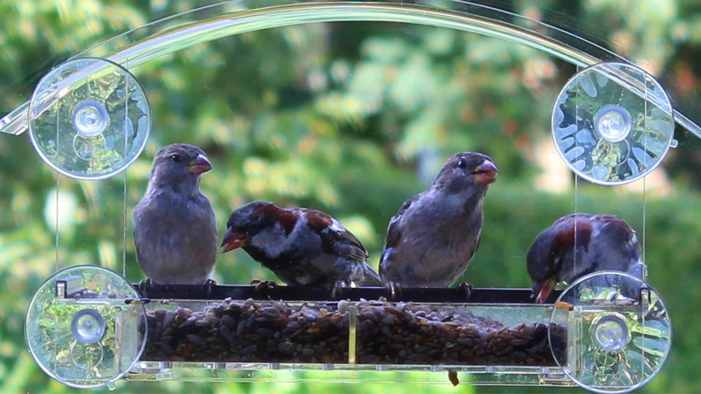 Interior window view of four black and brown birds feeding from the Homebird Window Bird Feeder.