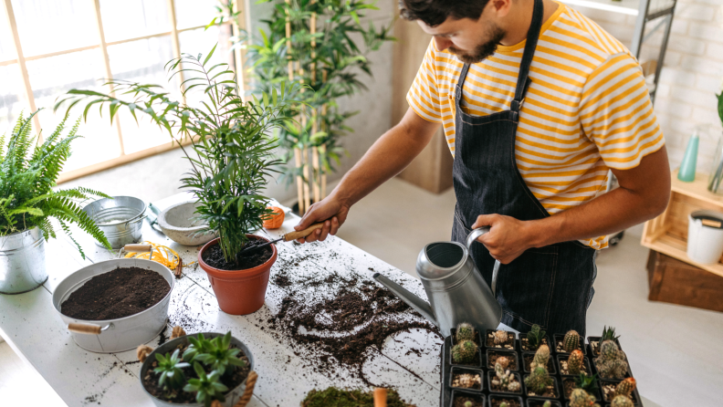 Houseplants