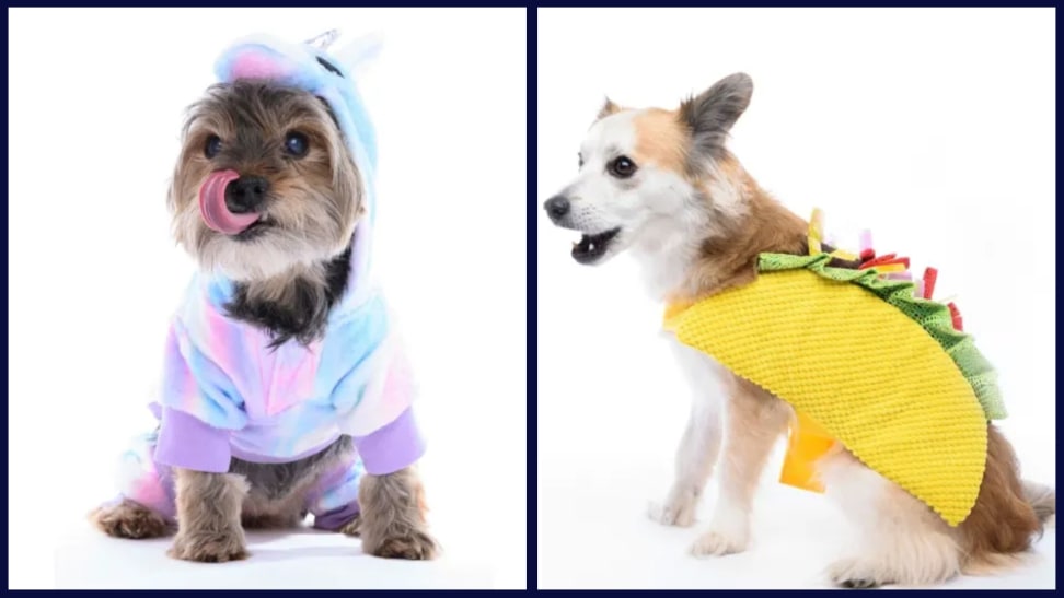 Cute pet costumes for Halloween