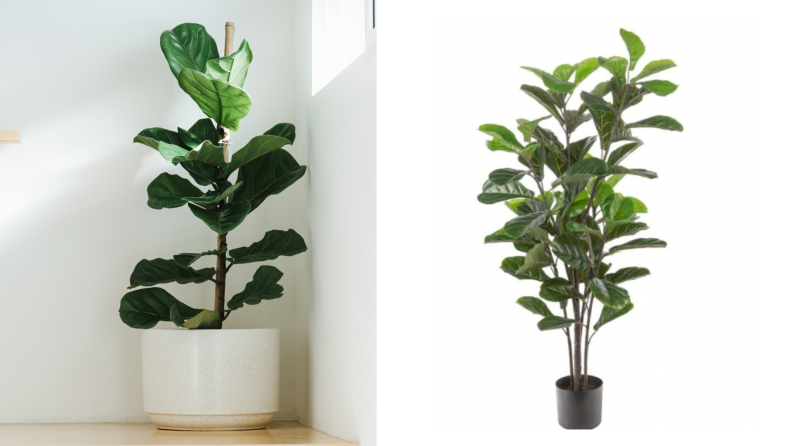 On the left, a real fiddle leaf fig plant against a white wall with natural light coming in. On the right, a fake fiddle leaf fig against a white background in a black planter.