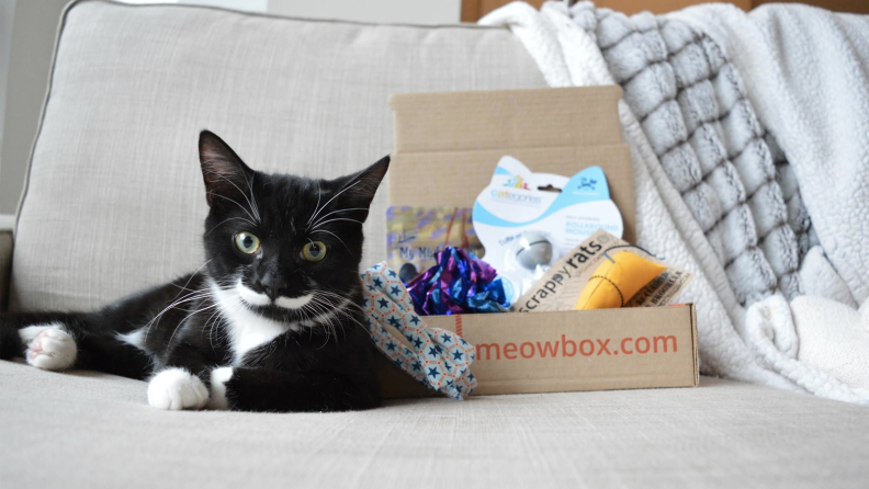 A cat sitting next to an open Meowbox
