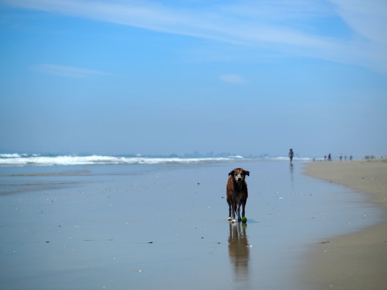 EXIF: 42.5mm, ISO 100, 1/8000, f/2