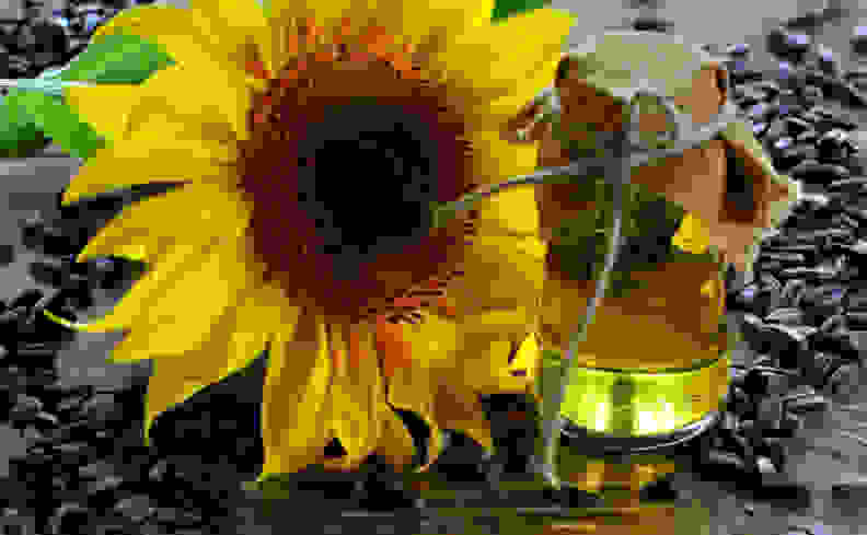 sunflower and sunflower oil