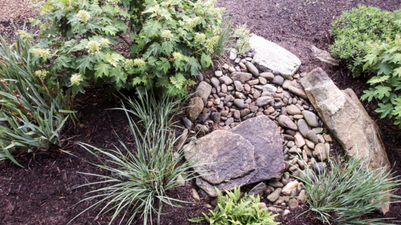 An outdoor rain garden made of green plants and rocks