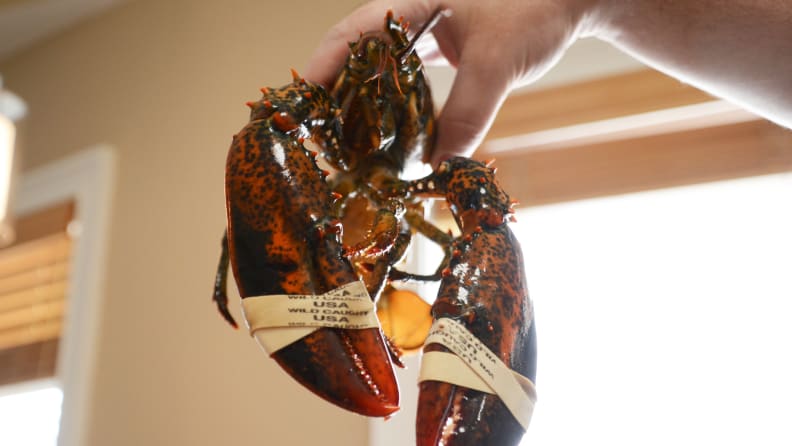 A person is holding up a Maine lobster to emphasize the large front claws that differentiate itself from spiny lobsters.