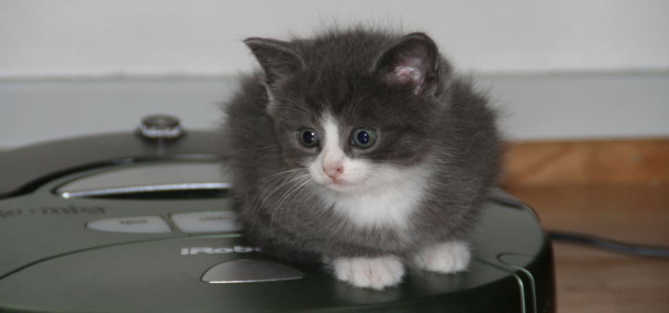 Kittens on roomba hot sale