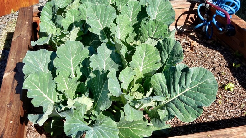 collardgreens