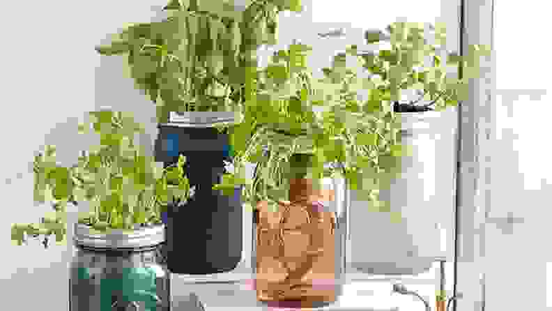 For the mom who gardens: Mason Jar Indoor Herb Garden