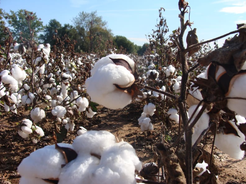 cotton-flickr-martinlabar.jpg