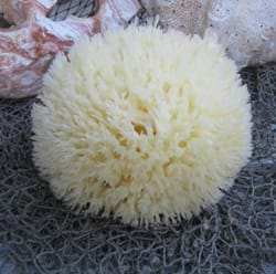 sea-sponge-web.jpg