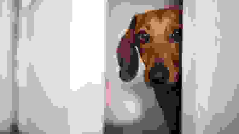 A small wiener dog pokes its head out from behind a white wall and door