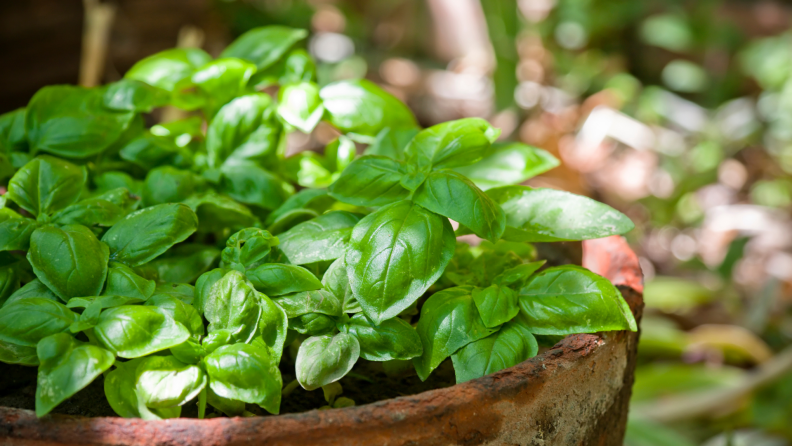 Green basil plant in pot