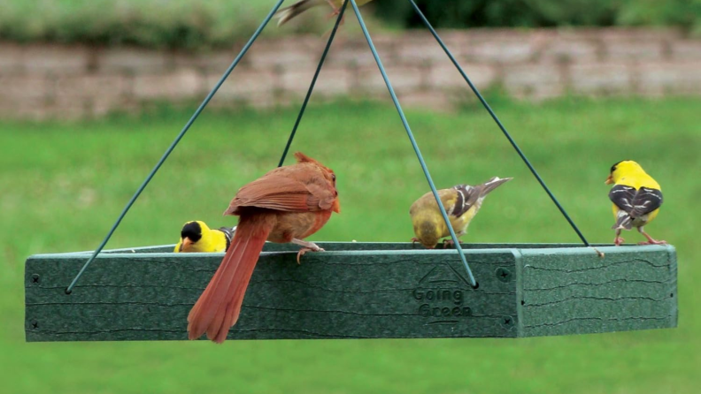 Four birds enthusiastically eat from the Woodlink Going Green Platform Feeder with a grassy yard in the background.