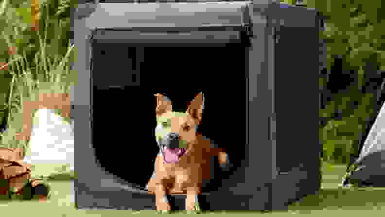 A dog sits inside a fabric dog crate that's outdoor near a tent and pile of wood