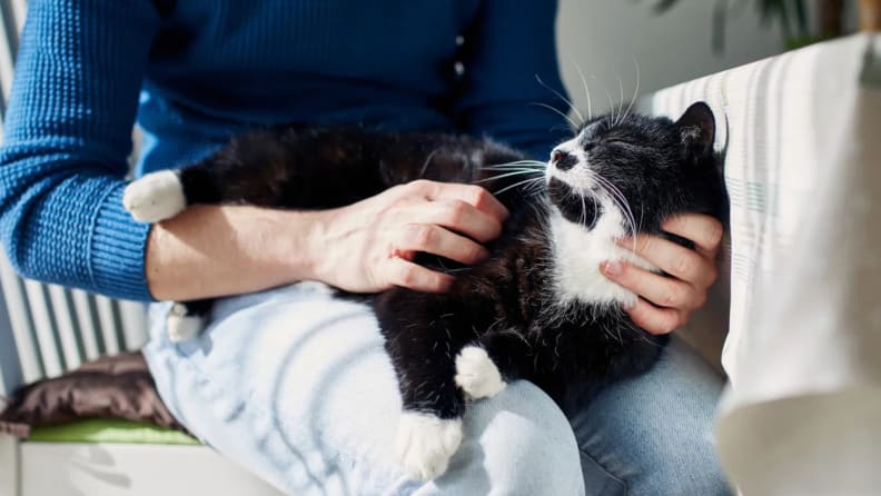 Cat is being pet while sitting in man's lap