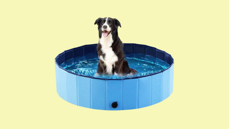 Black and white dog in a small, circular blue pool against a yellow background