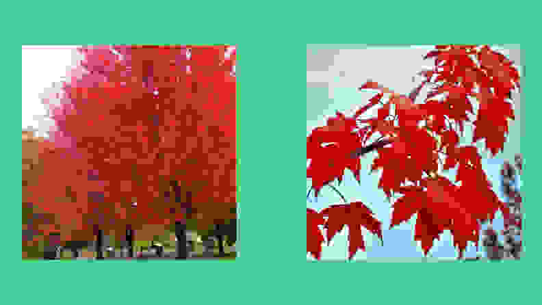 Best places to buy outdoor plants online: Nature Hills Autumn Blaze Maple