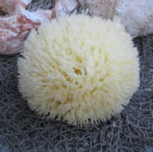 sea-sponge-web.jpg