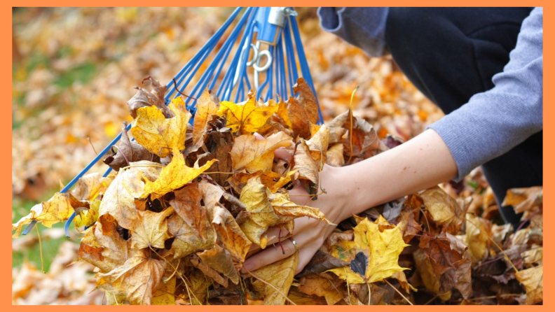 picking up leaves with a rake