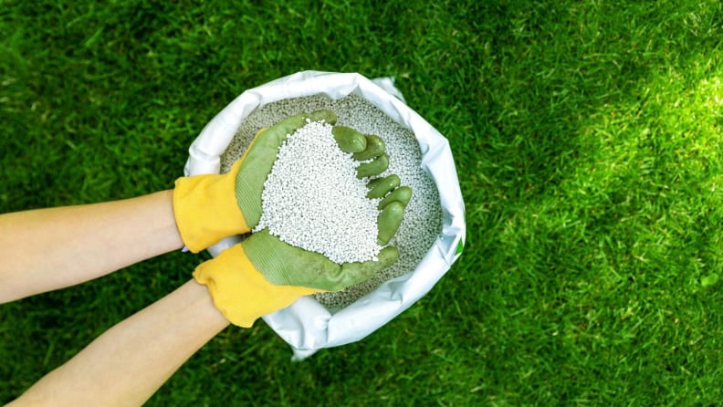 Feeding lawn with granular fertilizer for perfect green grass