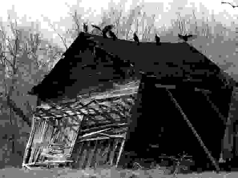 Some of the photos we managed with the SX700 HS are quite nice, such as this shot of vultures perched on a dilapidated shack.