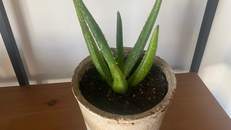 Potted Aloe vera plant on top of wooden surface indoors.