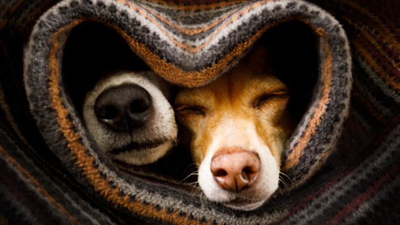 Two dogs sleeping together under a blanket.