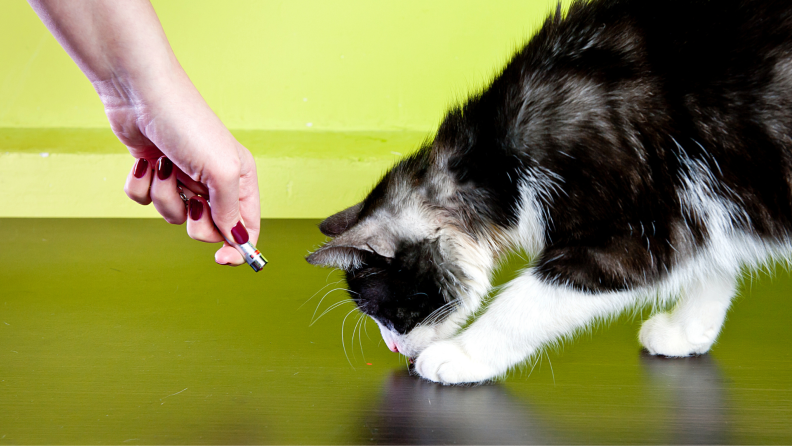 Black and white cat playing with laser pointer dot from owner in front of green wall.