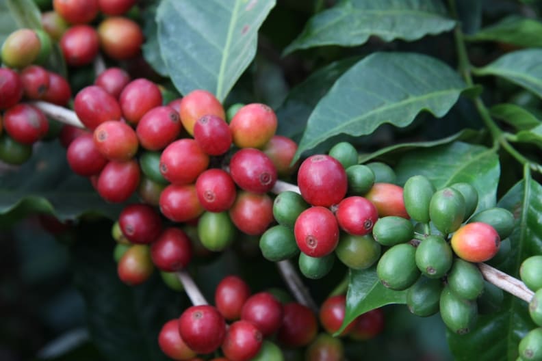 Coffee Berries