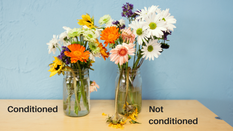 The bouquet on the left is the one we conditioned. The bouquet on the right we left alone. More of the unconditioned flowers were dead by the end of the experiment.